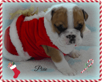 Cute and lovely English bulldog puppies