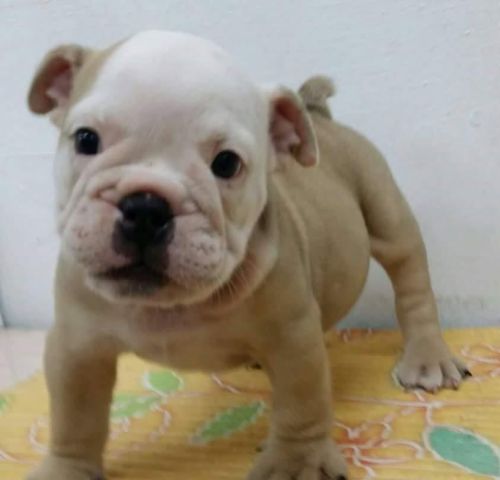 Registered English bulldog puppies