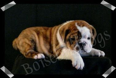 AKC Pups with Champion European Lines