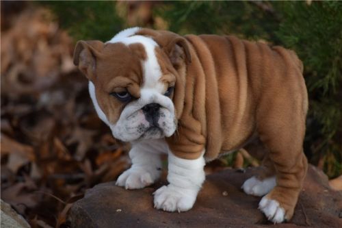 Bundle of joy Bulldog puppies
