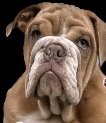 1 year old English bulldog