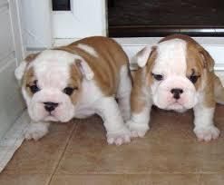 English Bulldog