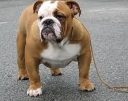 Male and female English BulldoG PUPS CUTIES