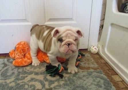 bulldog pup bronxp for sale.