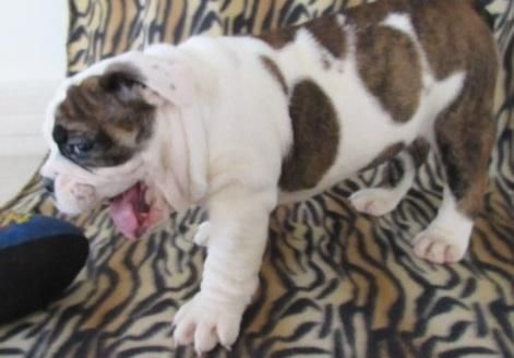 bulldog pup jojo for sale