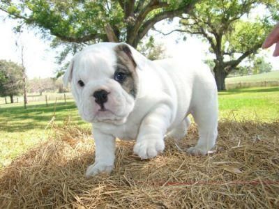 Adorable English Bulldog Pups