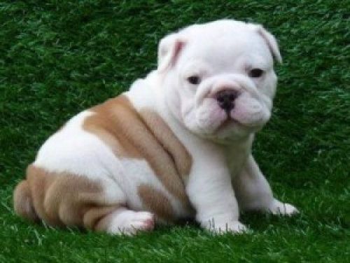English Bulldogs For rehoming