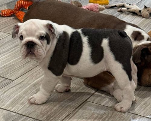 She’s a sweetheart definitely loves a comfortable bed