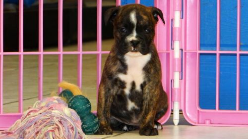 Adorable English Bulldog Puppies