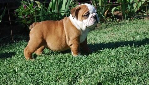 Magnificent English Bulldog