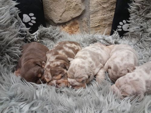 AKC English Bulldogs