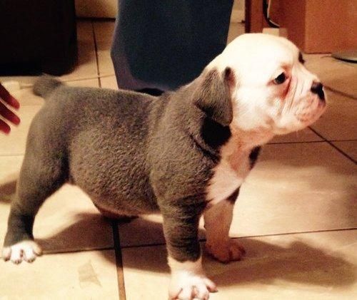 Top Class English Bulldog Puppies Available