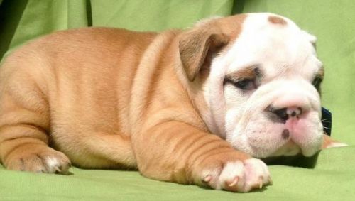 Wrinkle Baby English Bulldog Puppies