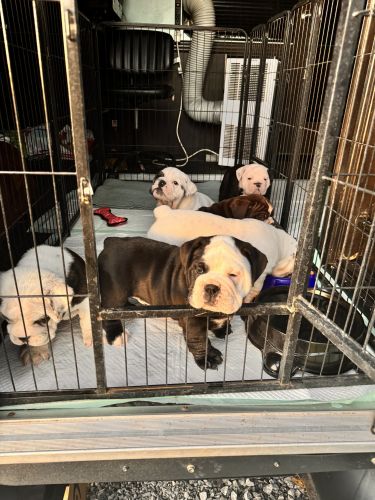 AKC English Bulldog puppies