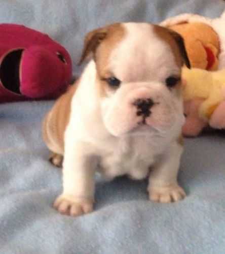 english bull dog puppy
