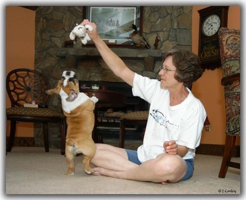 amazing male english bulldog puppy for sale