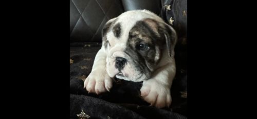 AKC English Bulldog