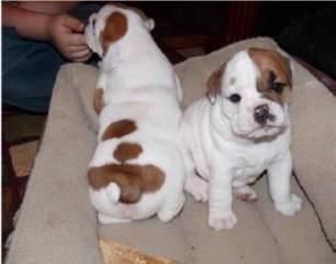 Adorable English Bulldog puppies(***) ***-***8
