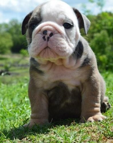 Akc Reg Male And Female English Pups For Sale