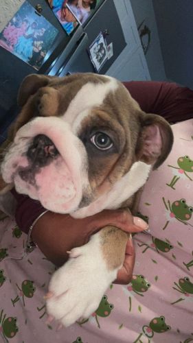 Chelsea English Bulldog