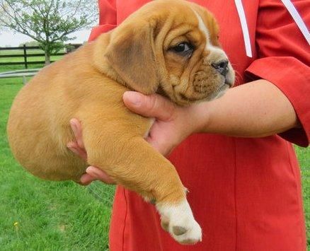 Very Beautiful Colors And Markings English Bulldog