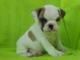 Dwdwmini Bulldog (***) ***-***2