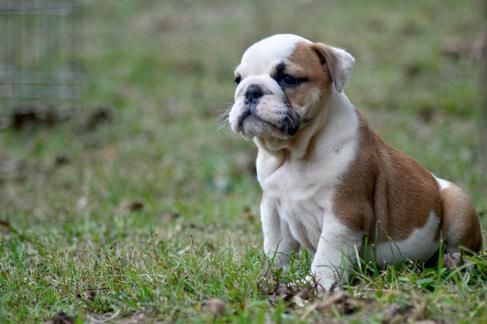 Charming English Bull Dogs *** .