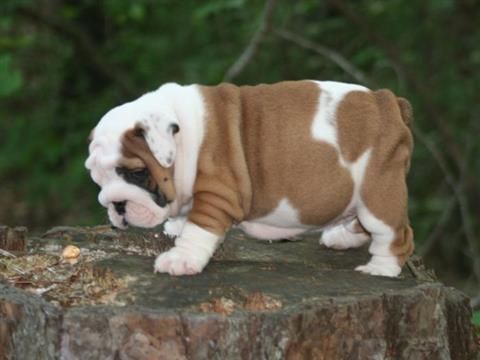 Adorable English Bulldog puppies