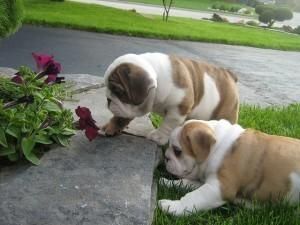 Nice English Bulldog Puppies
