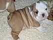 English Bulldog Puppies