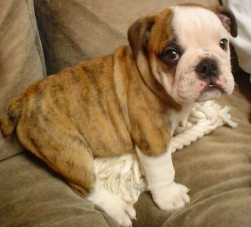 adorable english bulldog