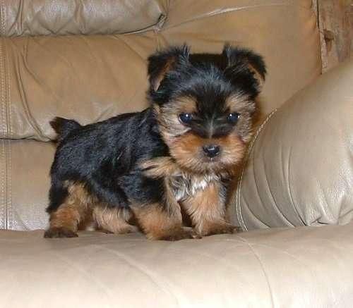 Male and Female Yorkie Puppies