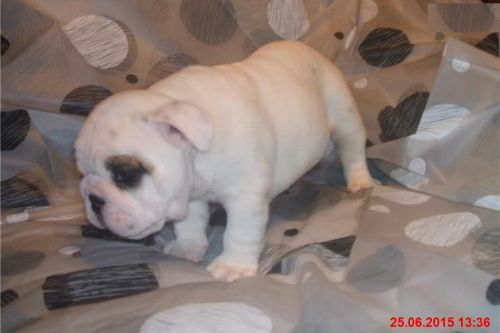 Adorable english bulldog puppy for new home