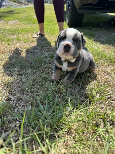 AKC English Bulldog