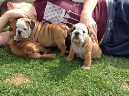'2 Beautifully Stunning English Bulldogs For Sale