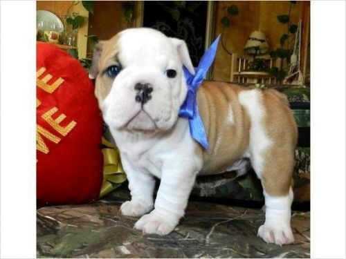 Jhdg Bulldog Puppies For Adoption For Sale...