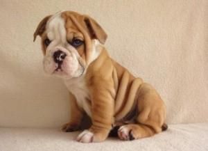 Quality English Bulldog Puppies