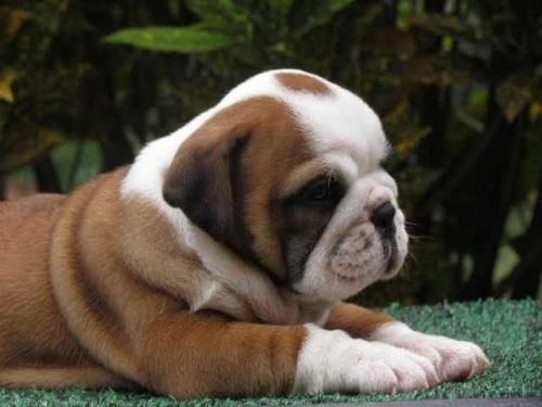 2 English Bulldog Available For Re-homing