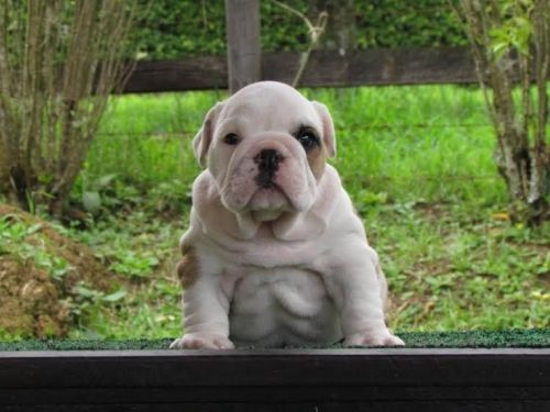 dgf...English Bulldog puppies available now