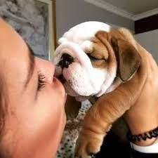 English Bulldog Available For Re-homing ***