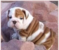 Male and Female English Bulldog Puppies