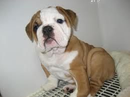 !!akc English Bulldog Puppies!!
