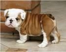 Female Bulldog***