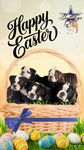 3 Boys and 1 girl AKC Registered