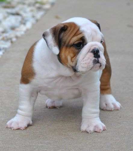 English Bulldog Puppies