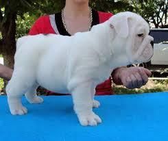Alapaha Bulldog / Olde English Bulldog***