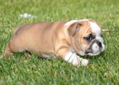 Lovely and genuine English puppies for a new home