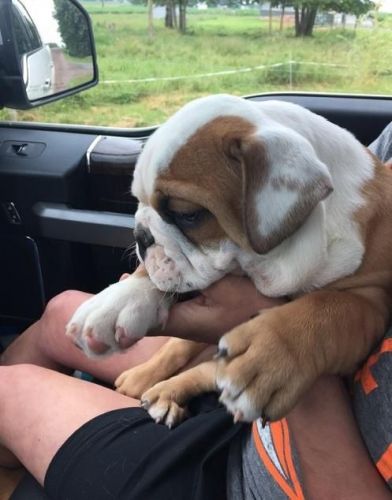 Intelligent and fsntastic Englisg bulldog puppies