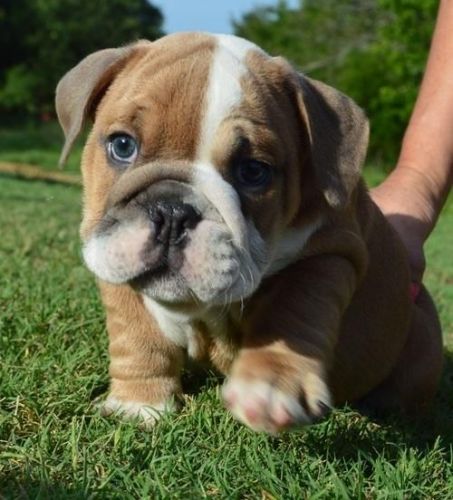 Two English bulldog puppies for adoption