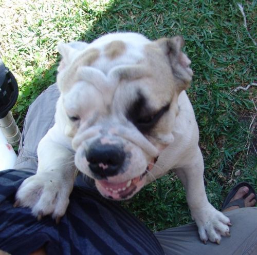 English bulldog akc